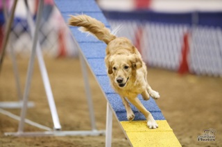 118: Individual Obstacle Performance (Three Aspects of Agility Training Part 3)