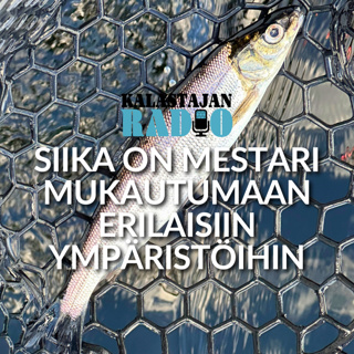Siika on mestari mukautumaan erilaisiin ympäristöihin