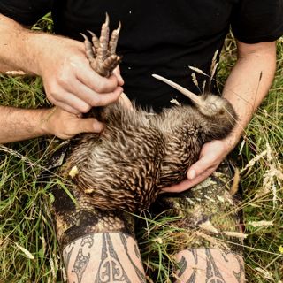 Iwi and communities bring kiwi back to Wellington after 150 years