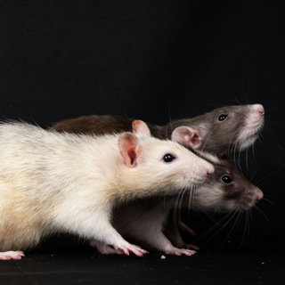 How Have Rats Outsmarted Us for So Long?