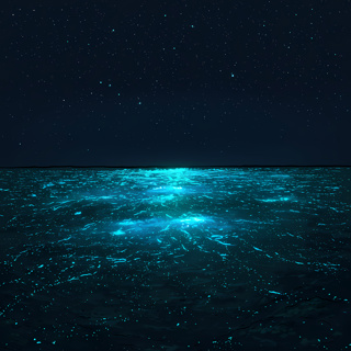 🌊 What the Ocean Writes in Light