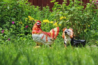 Ep. 164 Heritage Breeds of Chickens with the Chicken Ladies