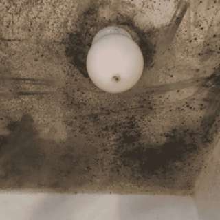 PODCAST: Mouldy hacks!