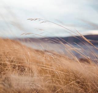 Strong Wind: 3-Hour Tranquil Windy Ambiance for Blissful Sleepiness