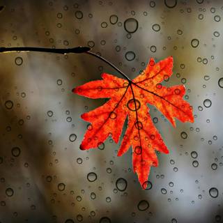😴🌧️🎵 Guaranteed SLEEP thanks to the Sound of RAIN and Soothing MUSIC