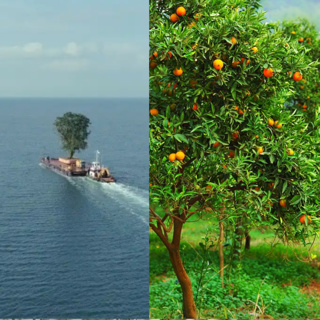 Mandarin Vs Boris the Tree "Collector"