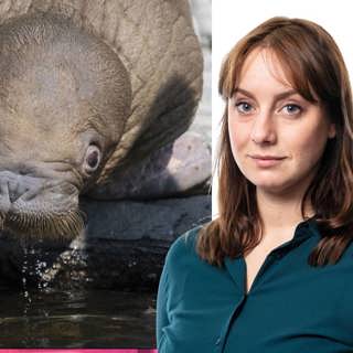 Valrossen Wallys resa: Stephanie Zakrisson, London