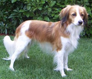 Nederlandse kooikerhondje