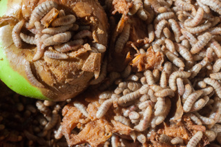Audio Article - Black Soldier Flies