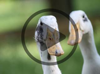 Heritage Poultry Update: Threatened Rare Chicken Breeds & More