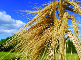 Audio Article: Ancient Grains for Modern Growers