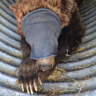 Grizzly Bear research underway in Yellowstone