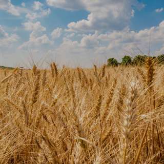 7.19.26 - Wheat and Weeds