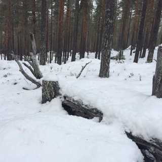 Utan ekologi, ingen ekonomi i skogsbruket