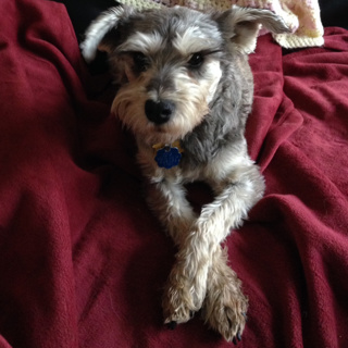 My spontaneous story told just by my recollection of a dogs life 2-15-25