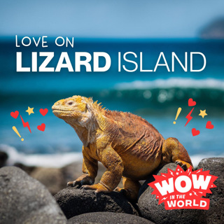 Love on Lizard Island