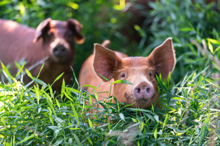 Audio Article: Grandma and Grandpa's Red Wattle Hogs