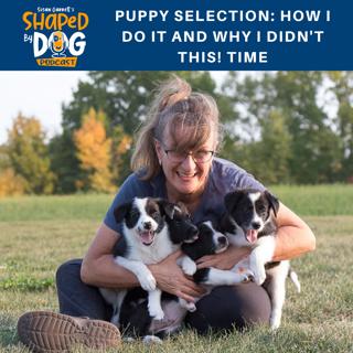 Puppy Selection: How I Do It and Why I Didn't This! Time #36