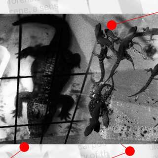 Reptilhärvan i Löberöd – ödlor och ormar från hela världen smugglades till skånsk by