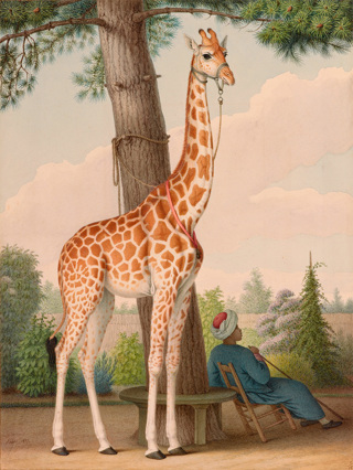 Famous Historical Animals