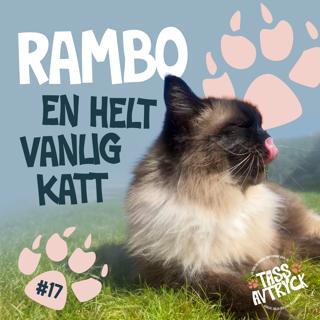 Rambo - En helt vanlig katt