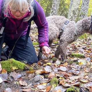 Tryffeljakt - och nordlig natur under påverkan