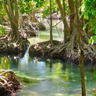 Mangrove Forest Stream - 10 Hours Sleep Sound