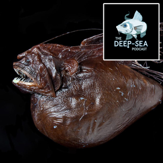 The Anglerfish Files