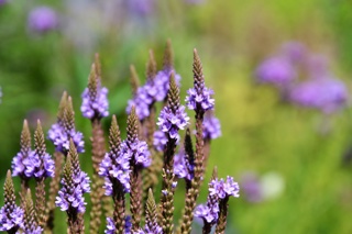 Ep. 149 Herbs for Health and Healing