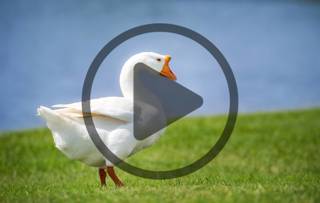 How to Raise Geese with Dave Holderread