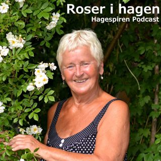 27/23: Roser i hagen med Grethe-Karin Hovde