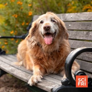 It’s Hot. But How Hot? | Canine Cancer Vaccine Shows Promising Results