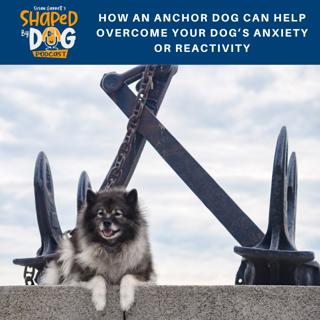 How An Anchor Dog Can Help Overcome Your Dog's Anxiety Or Reactivity #111