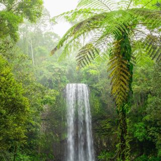 Light Jungle Rain - 10 Hours Sleep Sound