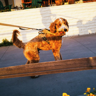 The Big Business of the Doodle Boom