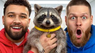 REVEALING MY PET OPOSSUM! -You Should Know Podcast-