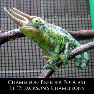 Ep 17: Jackson's Chameleons