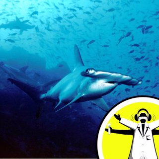 Supersenses: Extraordinary Animals