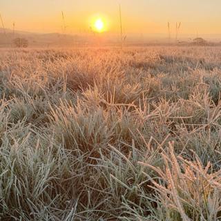 When seasons slip: How to maximise your garden for plants and wildlife