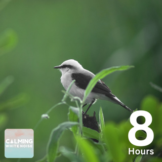 Relaxing Bird Sounds in the Forest (8 Hours) | Nature's Symphony with Waterfall 🐦🌳💦