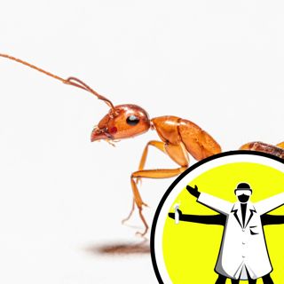 Talc linked to cancer, and improving yoghurt with ants