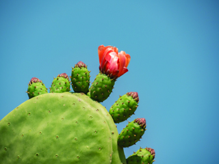 Audio Article: Spineless Cacti