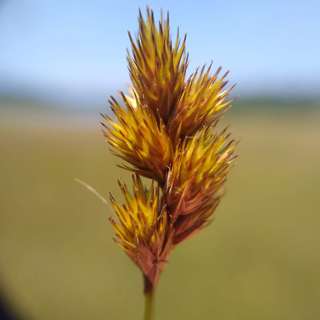 Episode 11: Special Guest: Chris Schorn, Botanist and Senior Land Steward at Midcoast Conservancy in Maine discusses common New England lichen species, symbionts, reproduction and terminology, but also Botany