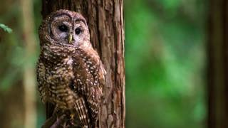 Owl wars and the immune system’s memory