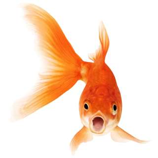 How Fish Breathe Underwater?