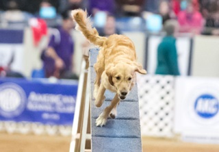132: Contrarianism in Dog Agility