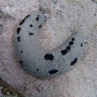 Facts: The Black Sea Cucumber (Lollyfish)