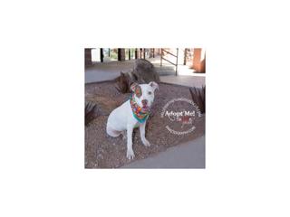 Valley of the Sun Dog Rescue: LIVE!