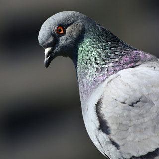Are Pigeons Smarter Than They Look? 