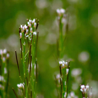 How does a plant vary across its range?